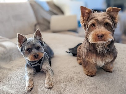 L'arène Des Chiens, Toiletteur pour Animaux à Saint-Gilles