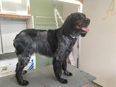 Aux Poils Dans Les Mains Toiletteur Pour Animaux à Ecques