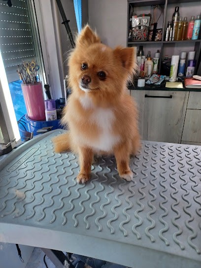 Au Bonheur Des Chiens Et Cie, Toiletteur pour Animaux à Lutterbach