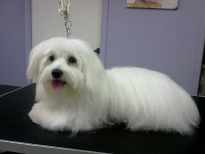 L'Aristochien, Toiletteur pour Animaux à Plouzané