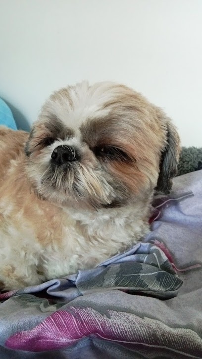 Chic Canin Marie Pierre, Toiletteur pour Animaux à Margny-lès-Compiègne