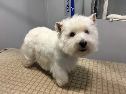 Atelier Toilettage Isabelle Mazelin, Toiletteur pour Animaux à Moulins-lès-Metz