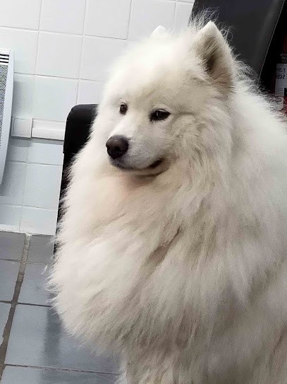 Beauté Animale, Toiletteur pour Animaux à Lille