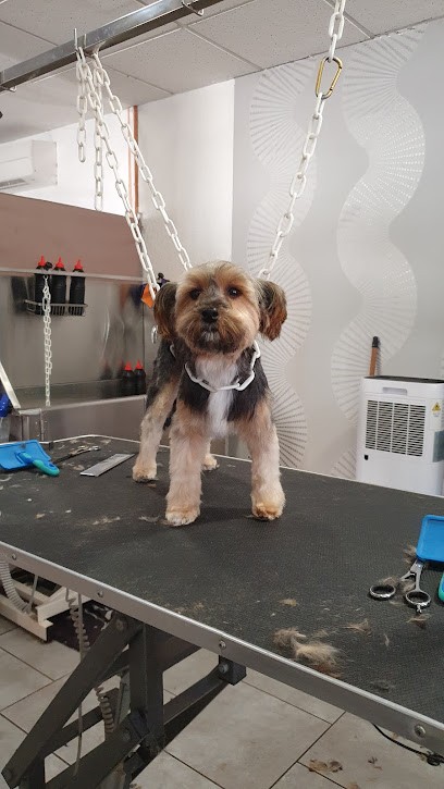 A Valy Toilettage, Toiletteur pour Animaux à Ouroux-sur-Saône