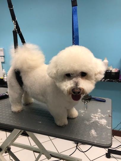 Cani Happy, Toiletteur pour Animaux à Voiron