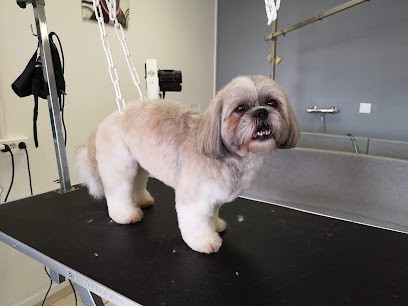 Toilettage Toutou-Matou, Toiletteur pour Animaux à Vertou