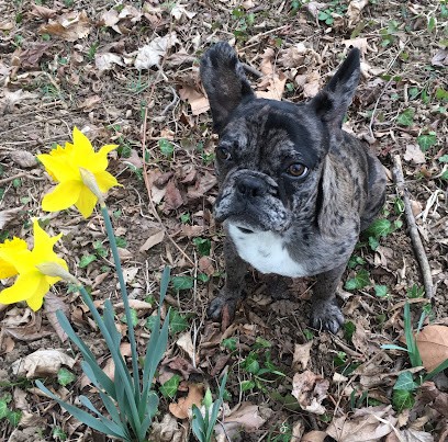 Au Bonheur Des Chiens, Toiletteur pour Animaux à Saint-Vallier