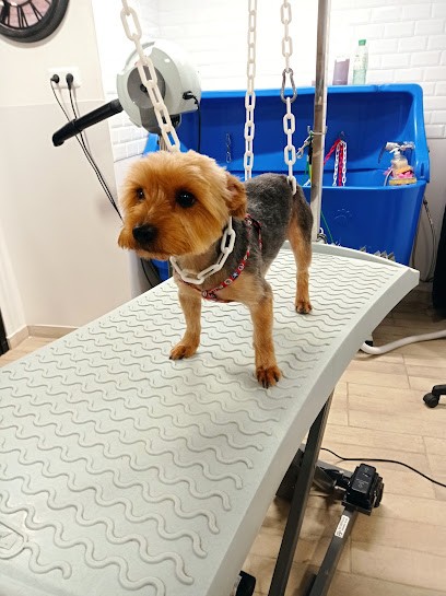 O bien-être des coussinets, Toiletteur pour Animaux à Gauchy