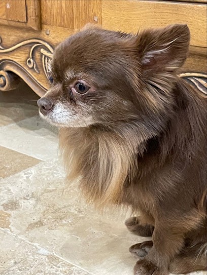 La Chouette Toiletteuse, Toiletteur pour Animaux à Peymeinade