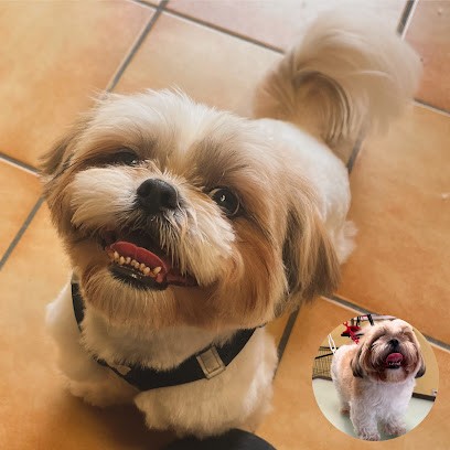 Happy Dog, Toiletteur pour Animaux à Anglet