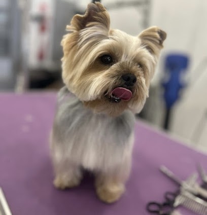 Toilettage VIP DOG'S, Toiletteur pour Animaux à Marseille 10