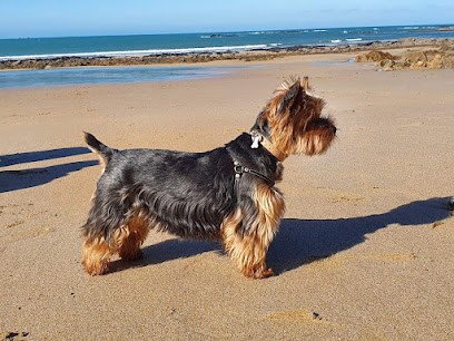 LE STYLE CANIN, Toiletteur pour Animaux à Savigny-sur-Orge