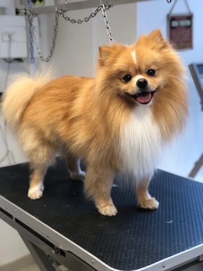 Cantal Chien, Toiletteur pour Animaux à Saint-Flour