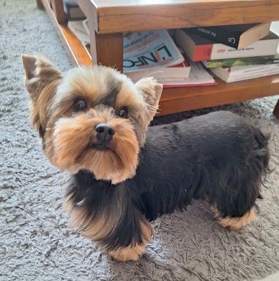 FRIMOUSSE Van Geyt Dominique, Toiletteur pour Animaux à Sceaux
