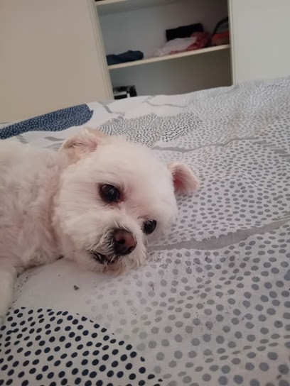 Chadog Toilettage, Toiletteur pour Animaux à Perpignan