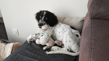 Animo Toubo, Toiletteur pour Animaux à Frontignan