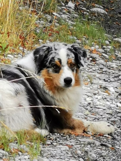 LES ANNEES CHIENS, Toiletteur pour Animaux à Saint-Martin-d'Hères