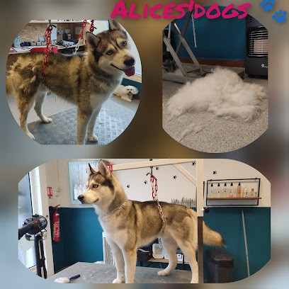 Alice's Dogs, Toiletteur pour Animaux à Bouchain