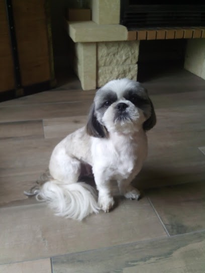 A Tout Poil, Toiletteur pour Animaux à Serres-Castet