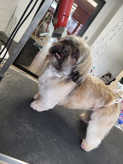 Salon De Toilettage Barber Dog "Terranimo" Toiletteur Pour Animaux à Saintes