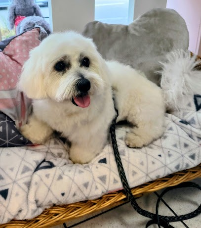 Cabot'ine, Toiletteur pour Animaux à Rouen