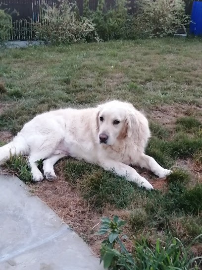 Typhaine Toilettage, Toiletteur pour Animaux à Val d'Erdre-Auxence