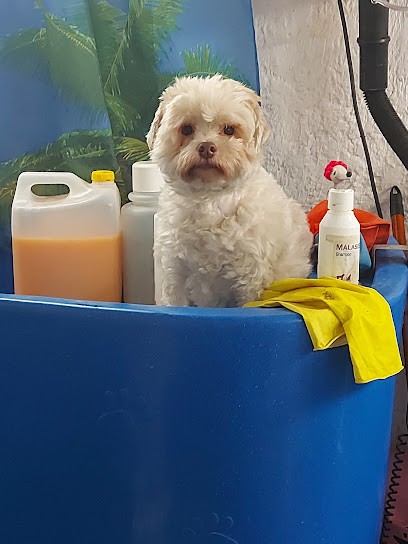 Chica Chic - Salon De Toilettage Et Bien-être Canin, Toiletteur pour Animaux à Sin-le-Noble