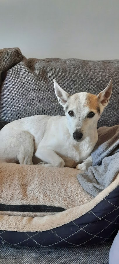 Ploemeur Toutous, Toiletteur pour Animaux à Ploemeur