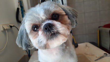 CANI BIEN ETRE - toilettage canin 40990, Toiletteur pour Animaux à Saint Paul Les Dax