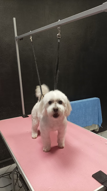 Princesa Toiletterie, Toiletteur Pour Animaux à Riom-ès-Montagnes
