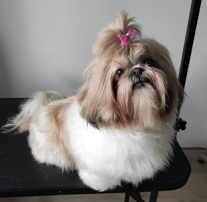 Chien Chic Toilettage, Toiletteur pour Animaux à Verneuil-sur-Seine