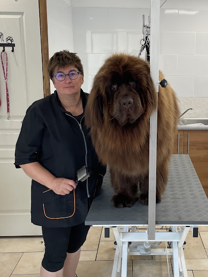 Aux Petites Pattes, Toiletteur Pour Animaux à Nédonchel