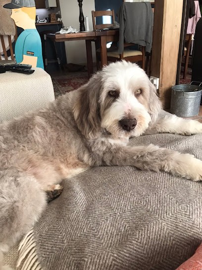 Doogles Dog Grooming, Toiletteur pour Animaux à Savigné