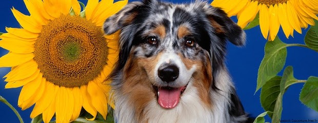 Institut Bien-être Chien, Chat, NAC La puce à l'Oreille, Toiletteur pour Animaux à Pamiers