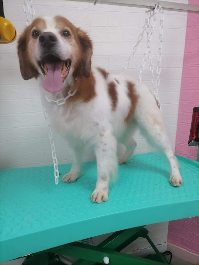 Truffalô Toiletteur Pour Animaux à Saint-Yrieix-la-Perche