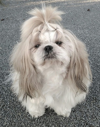 Un Poil Plus Court, Toiletteur pour Animaux à La Réole