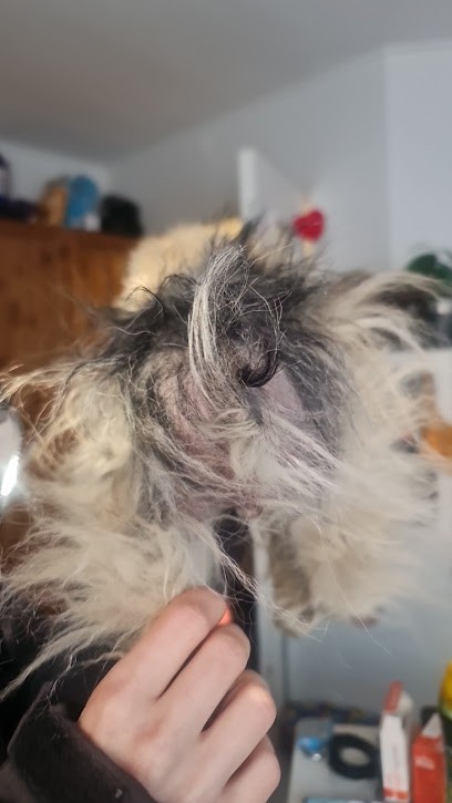 Gueule D'Amour, Toiletteur pour Animaux à Marseille 04