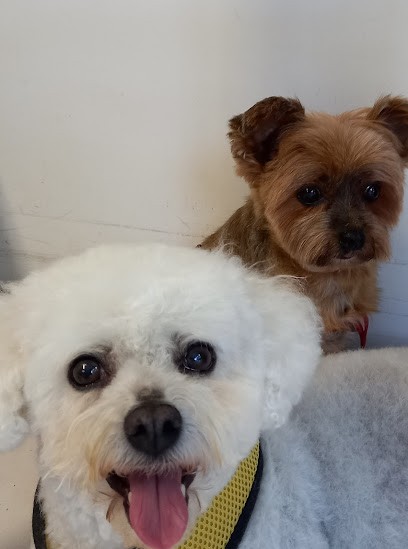 Naessens Nathalie Lilidog, Toiletteur pour Animaux à Saint-Pierre-en-Val