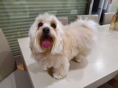 Severine Toilettage, Toiletteur pour Animaux à Thun-Saint-Amand