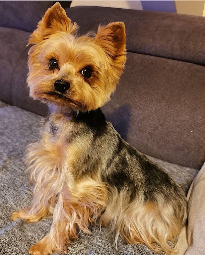 Passion Toutou, Toiletteur pour Animaux à Riedisheim