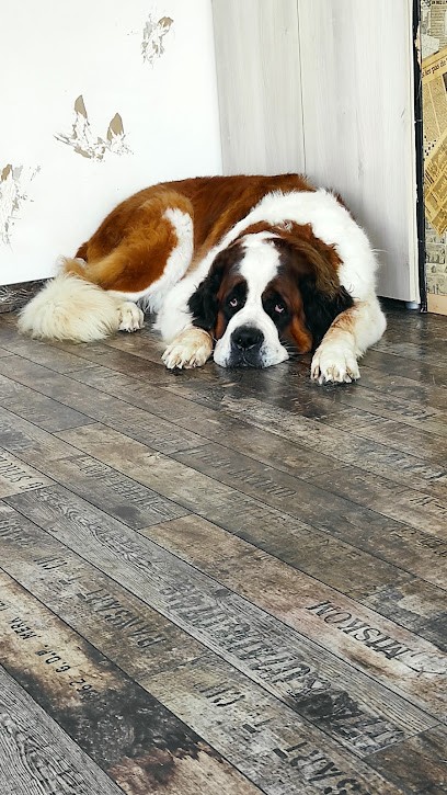 Au Museau Seduisant (à Domicile), Toiletteur pour Animaux à Nancy