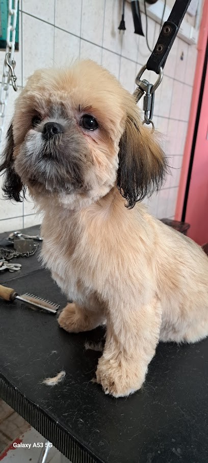 Cany Look, Toiletteur pour Animaux à Maintenon