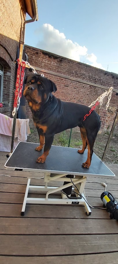 La Coupe En Or, Toiletteur pour Animaux à Roye