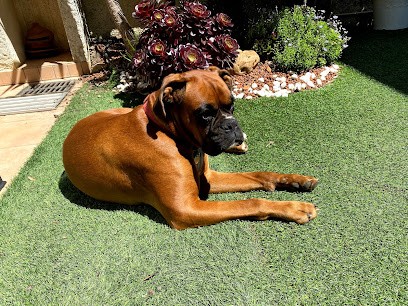 Boules de poils et compagnie, Toiletteur pour Animaux à Canet-en-Roussillon