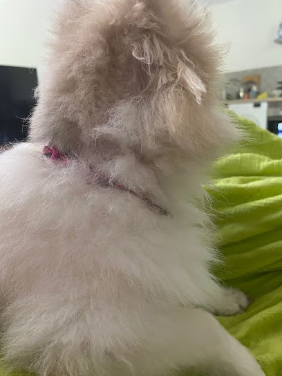 Dolce Cané EI, Toiletteur pour Animaux à La Calmette