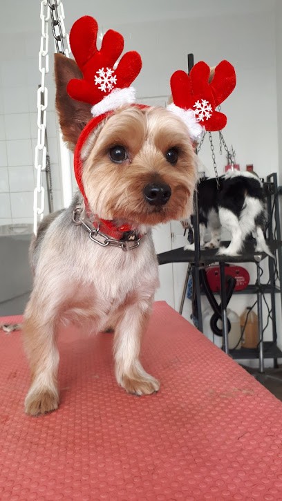 Toilettage Stella, Toiletteur pour Animaux à Marseille 08