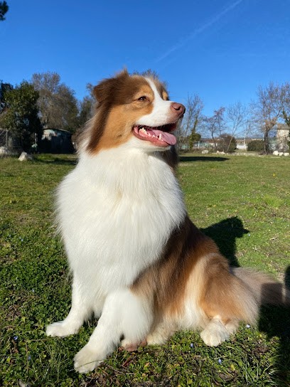 L'Isle Aux Toutous, Toiletteur pour Animaux à Saumane-de-Vaucluse