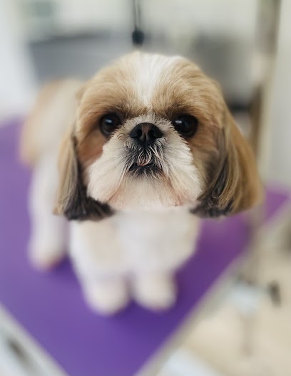 Le Salon De Moby, Toiletteur pour Animaux à Linselles