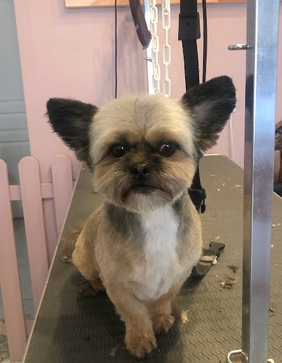 AudeToilettage, Toiletteur pour Animaux à Port-la-Nouvelle