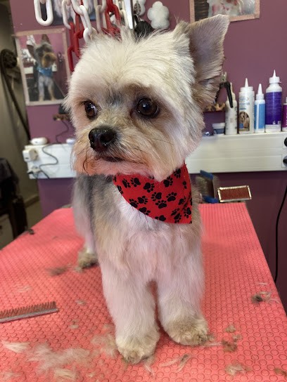 Empreinte Canine, Toiletteur pour Animaux à Canet-en-Roussillon